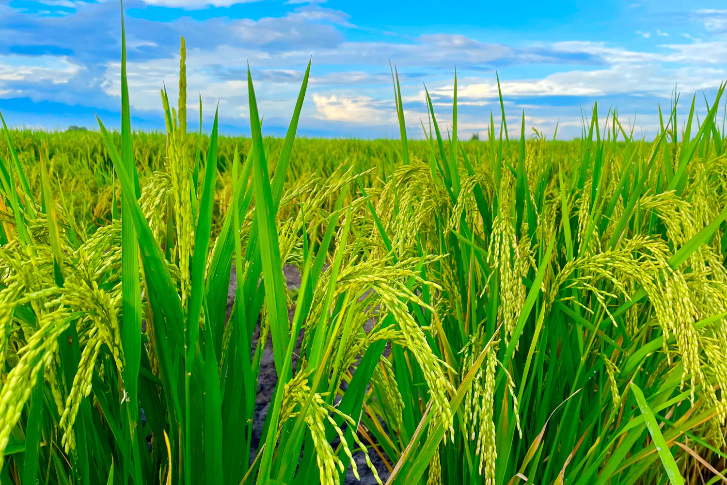 Farmer Collectives: The Engine Behind Spectrum's Scale